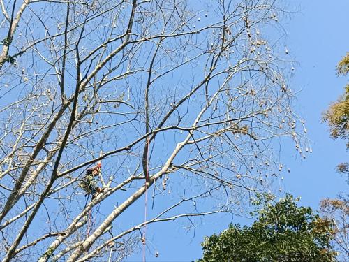 10 Banco de semillas PIAF-EL CEIBO, Alto Beni Sapecho,semillas forestales