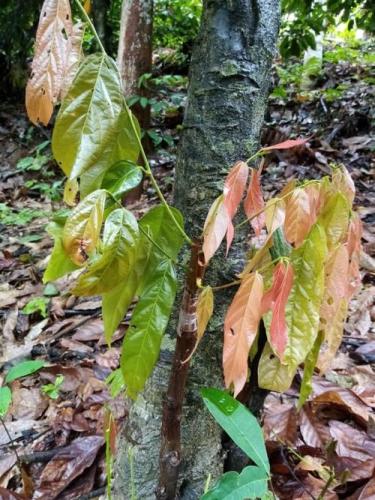 Injerto de planta de cacao en Alto Beni Piaf El Ceibo....