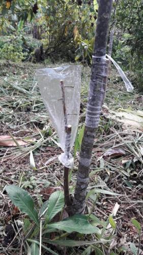 Injerto de planta de cacao en Alto Beni Piaf El Ceibo......