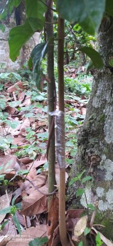 Injerto de planta de cacao en Alto Beni Piaf El Ceibo