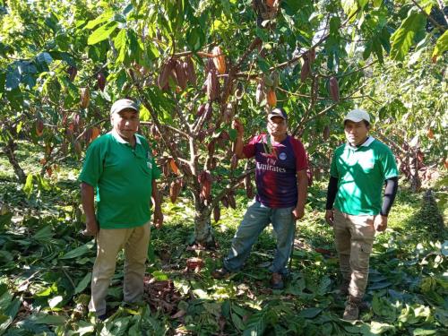 Asistencia-tecnica-de-produccion-de-cacao-en-Alto-Beni-LA-paz