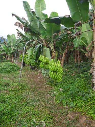 Bananos-depues-de-ser-cortados