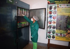 Banco-de-semillas-organicas-agroforestales-Alto-Beni-PIAF-EL-CEIBO-5