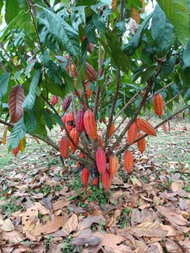 Cacao-fruto-Chocolate-PIAF-El-Ceibo-en-Alto-Beni