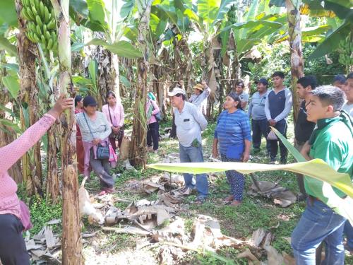 Capacitacion-a-productores-de-banano