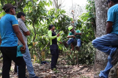 Consultorias-de-PIAF-a-productores-de-cacao-en-Alto-Beni-La-Paz