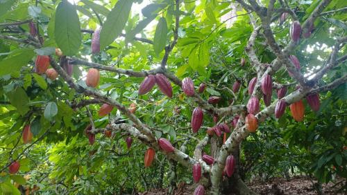 Cultivo-de-cacao-en-pleno-produccion-Piaf-El-ceibo