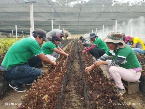 Desconchado-de-testa-de-plantines-de-cacao-PIAF-El-Ceibo