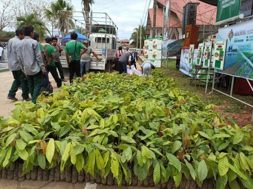 Entrega-de-plantines-de-Cacao-a-productores-de-Alto-Beni-La-Paz-Piaf