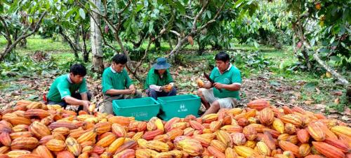 Extraccion-de-musilago-del-cacao-PIAF-El-Ceibo