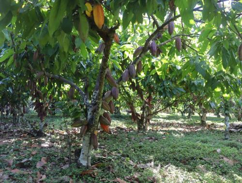 Foto-de-plantas-de-cacao-PIAF-El-Ceibo-en-La-Paz