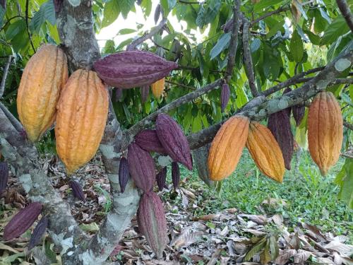 Marzorcas-de-cacao-en-produccion