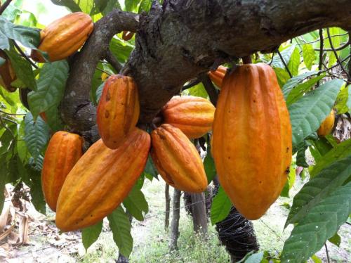 Mazorca-de-Cacao-Piaf-El-Ceibo