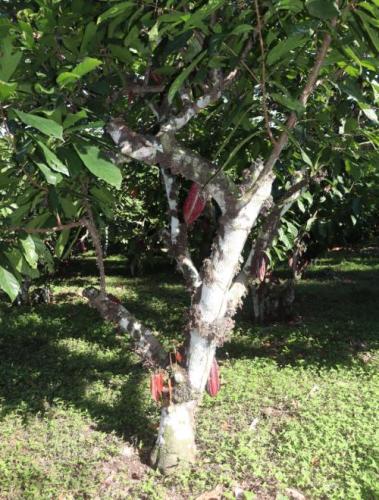 Piaf el ceibo plantas-de-cacao en-produccion