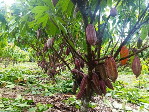 Planta-de-cacao-PIAF-El-Ceibo