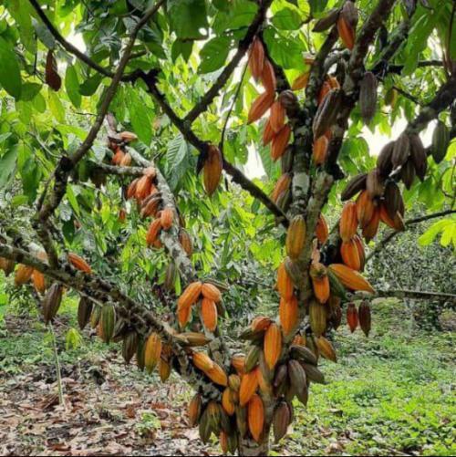 Planta-de-cacao-con-mayor-numero-de-mazorcas-PIAF-El-Ceibo