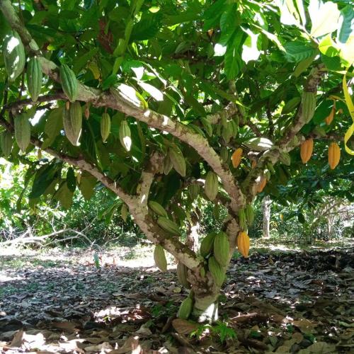 Planta-de-cacao-con-mayor-rendimiento-PIAF-El-Ceibo