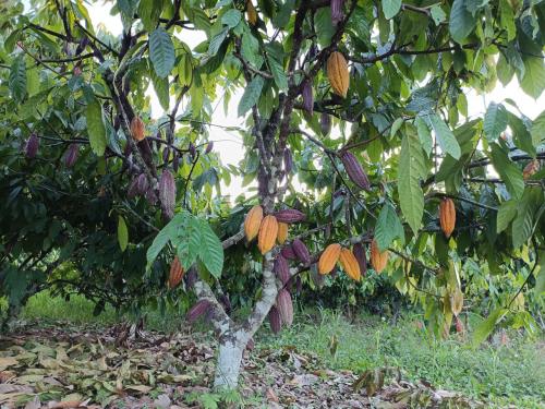 Planta-de-cacao-en-piaf-el-ceibo-alto-beni