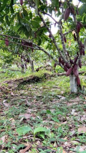 Plantacion-de-cacao-PIAF-El-Ceibo