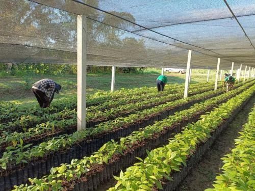 Plantines-de-Cacao-en-invernaderos-CEPEC-PIAF-El-Ceibo