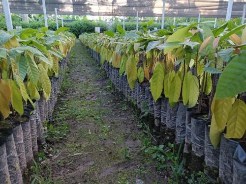 Plantines-de-Cacao-en-mangas-de-sustrato-PIAF-El-Ceibo