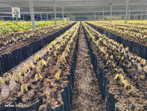 Plantines-de-Cacao-en-pleno-de-crecimiento-PIAF-El-Ceibo