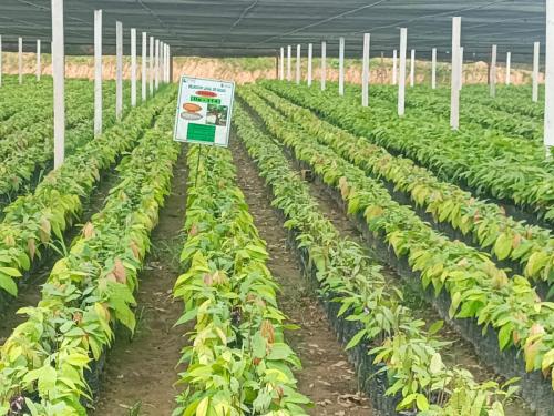 Plantines-de-Cacao-en-vivero-Produccion-PIAF-El-Ceibo