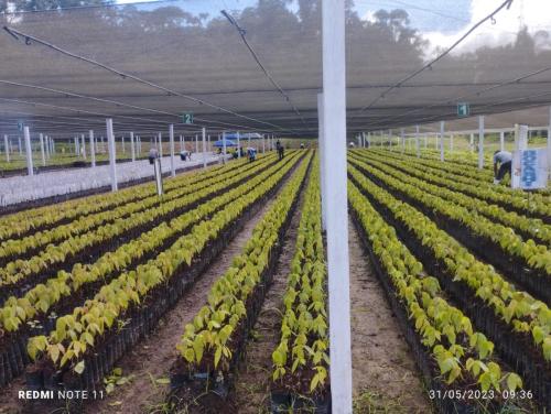 Plantines-de-cacao-PIAF-El-Ceibo