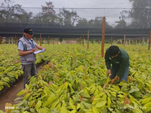 Plantines-de-cacao-toma-de-datos-de-variedades-desarrolladas-por-PIAF-El-Ceibo