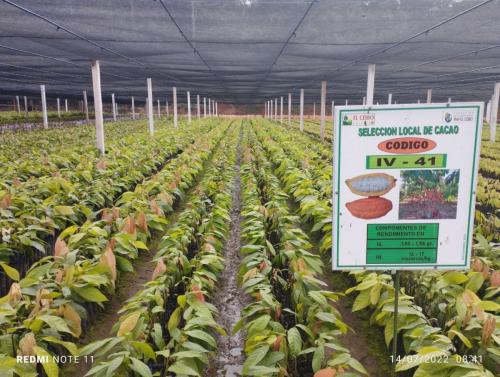 Plantines-de-cacao-variedades-desarrolladas-PIAF-El-Ceibo