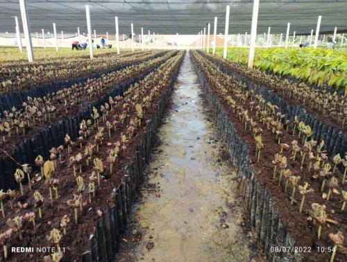 Plantines-despues-de-ser-quitados-la-testa-de-semilla-de-cacao-PIAF-El-Ceibo