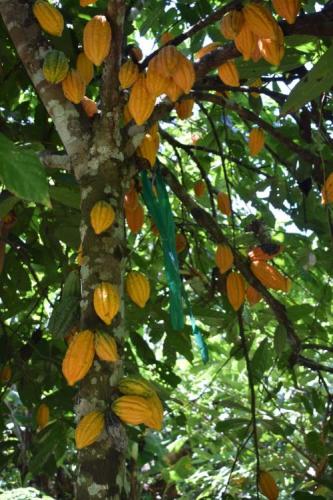 Plantios-de-cacao-PIAF-mazorca-de-cacao-en-produccion