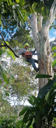 Poda-de-arboles