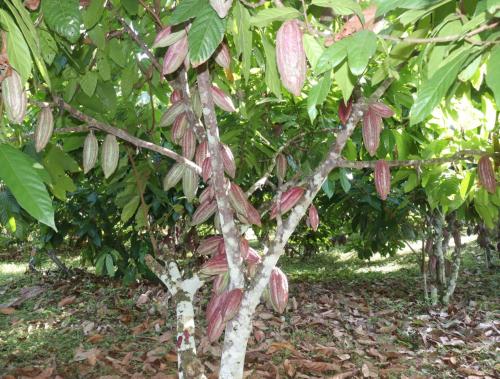 Produccion-del-cultivo-de-cacao-Piaf-El-ceibo