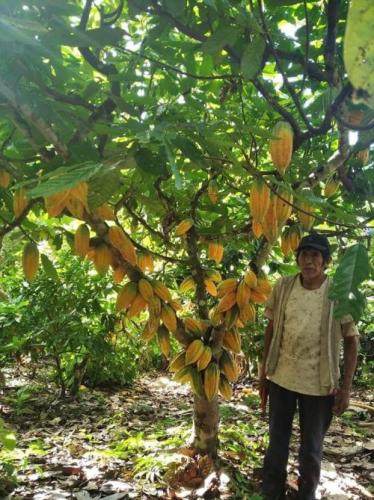 Productor-de-cacao-en-Alto-Beni-La-Paz-Piaf-El-Ceibo