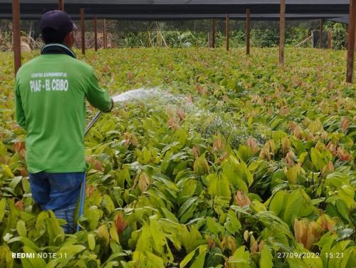 Riego-de-plantines-de-Cacao-PIAF-El-Ceibo