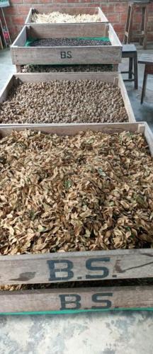 Semillas-agroforestales-PIAF-El-Ceibo-1