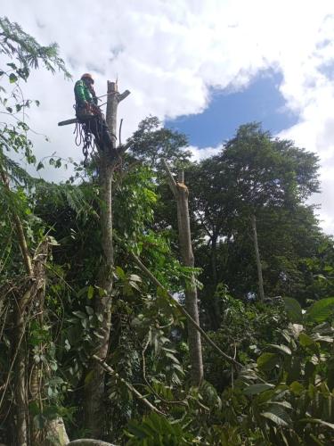 Servicios-de-poda-de-arboles-en-PIAF-El-Ceibo-Alto-Beni-La-Paz