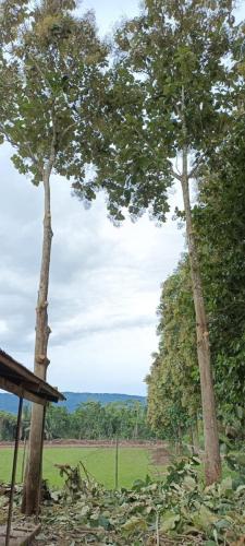 Servicios-de-poda-de-arboles-en-recintos-deportivos