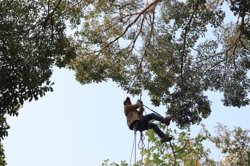 cosecha-de-semillas-forestales-PIAF-el-Ceibo1