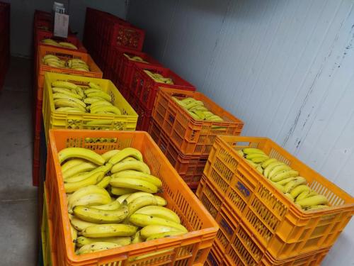 llegado-de-banano-a-la-meta-final