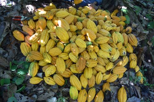 mazorcas-de-cacao-en-produccion