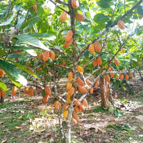 plantas-de-cacao-en-campo-PIAF