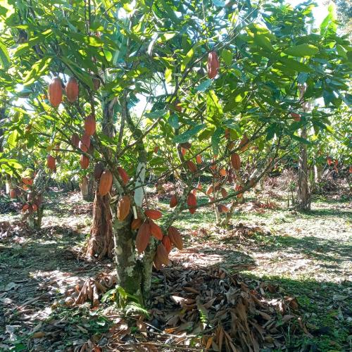 plantas-de-cacao-en-produccion-1-PIAF
