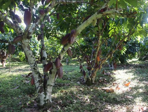 plantas-de-cacao-organico-Piaf-El-Ceibo