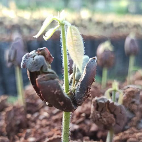 plantin-germinado-Forestal-PIAF-el-ceibo
