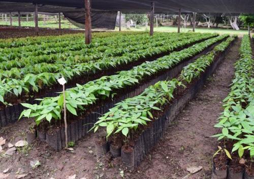 plantines-de-Cacao-PIAF-EL-Ceibo-1