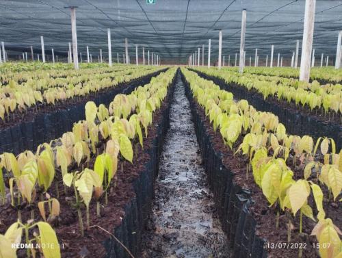 plantines-de-cacao-en-pleno-crecimiento-en-invernadero-de-CEPEC-PIAF-El-Ceibo