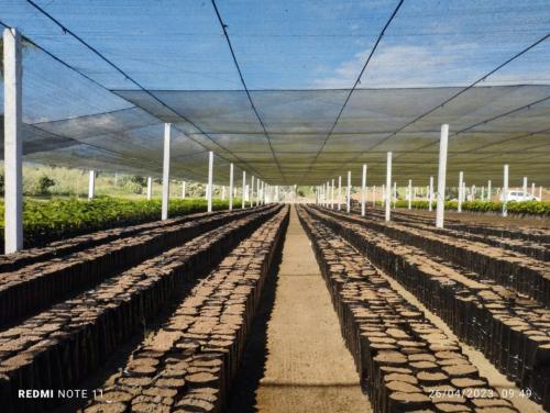preparado-de-mangas-de-sustrato-para-produccion-de-plantines-PIAF-El-Ceibo