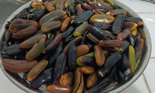semillas-agrofoestales-PIAF-El-Ceibo
